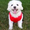 Cotton Dog Tank