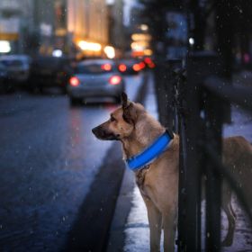 LED Dog Collar USB Rechargeable Adjustable Dog Safety Collar Night Safety Flashing Luminous Light up Collar (Color: Color, Size: M)