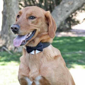 Universal Dog Bow Tie (Color: Black with Starter Collar, Size: 2X-Large)