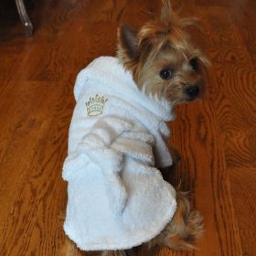 White Gold Crown Cotton Dog Bathrobe by Doggie Design (Size: Large)